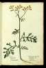 Fol. 231 

Paideros
Tefradus botana
Cineraria vera
Chrysogonon quibusd:
Artemisia marina neotericor:
Chrysanthenon alijs
Amor pueror:
Iacobea marina